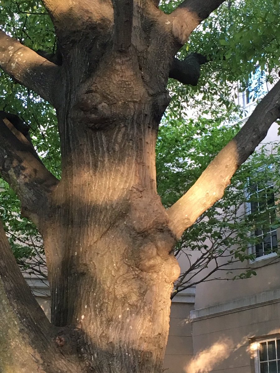 saltqueenstormy's tweet image. Its 6am and I’m crying over a fish that I’ve never even met. #RIPCheese I’m so sorry @taylorndean I hope you can heal from this. Here’s a tree with Cheese’s face in his honor.