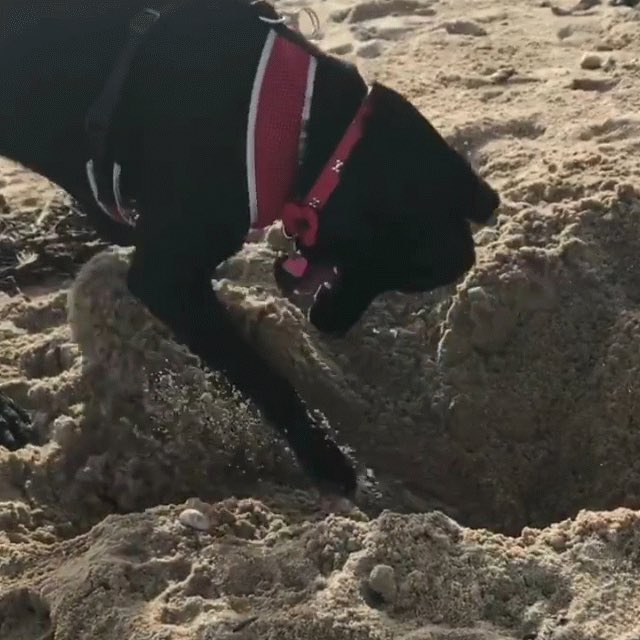 JYparadoxchild's tweet image. My dog digging. Real time speed #lol #animalfun