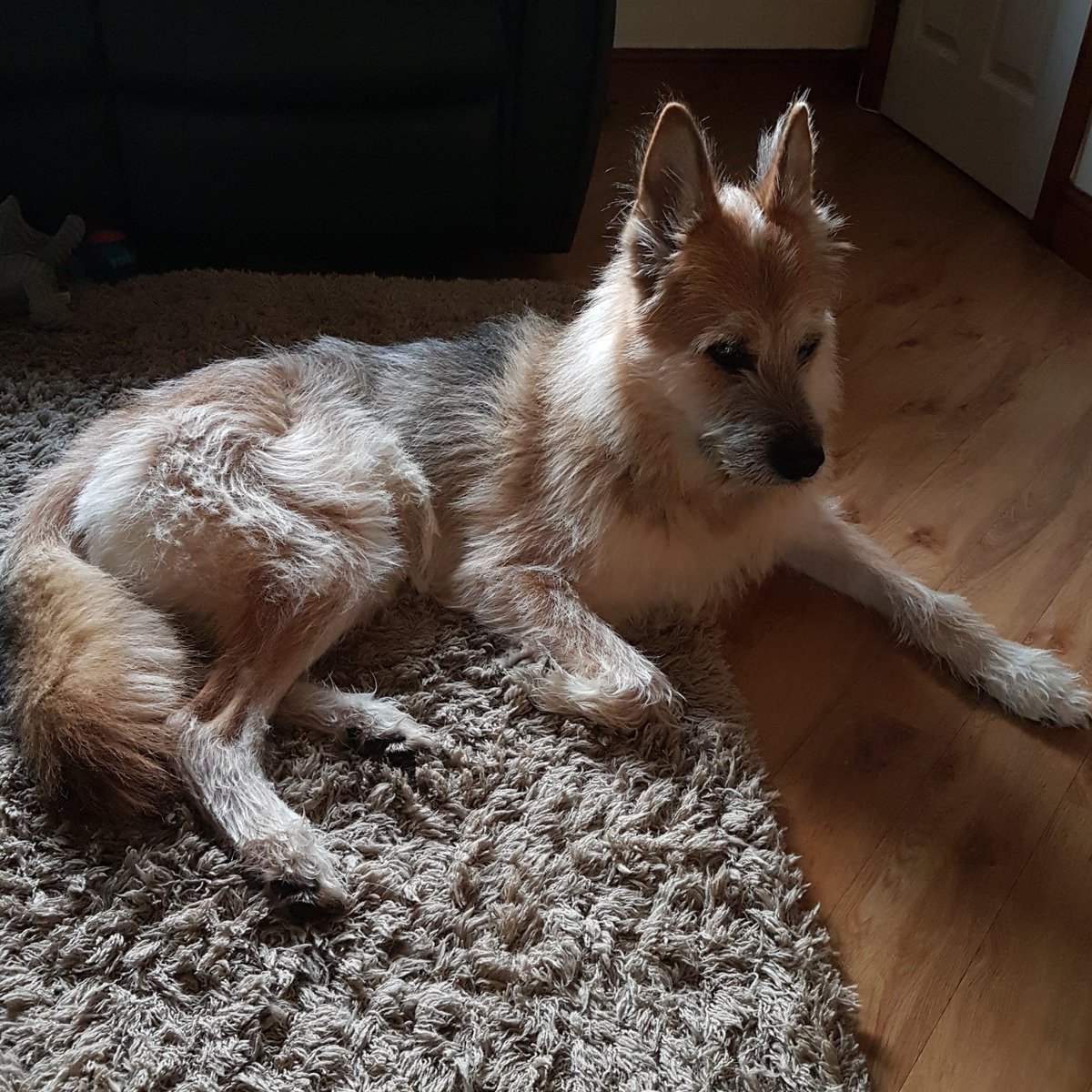tracey_wilk's tweet photo. Morning coffee with my favourite fluff-ball. #jacko #jackandme https://t.co/cG5CrKyvfE