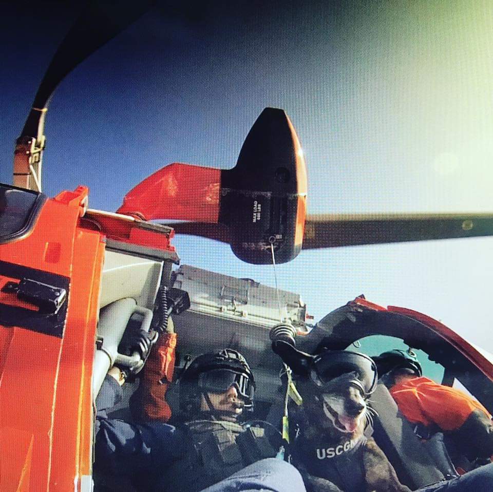 We have some of the finest K-9 aviators... 🚁 🐕 🐾

#USCGK9 #K9Kira #FlyCoastGuard