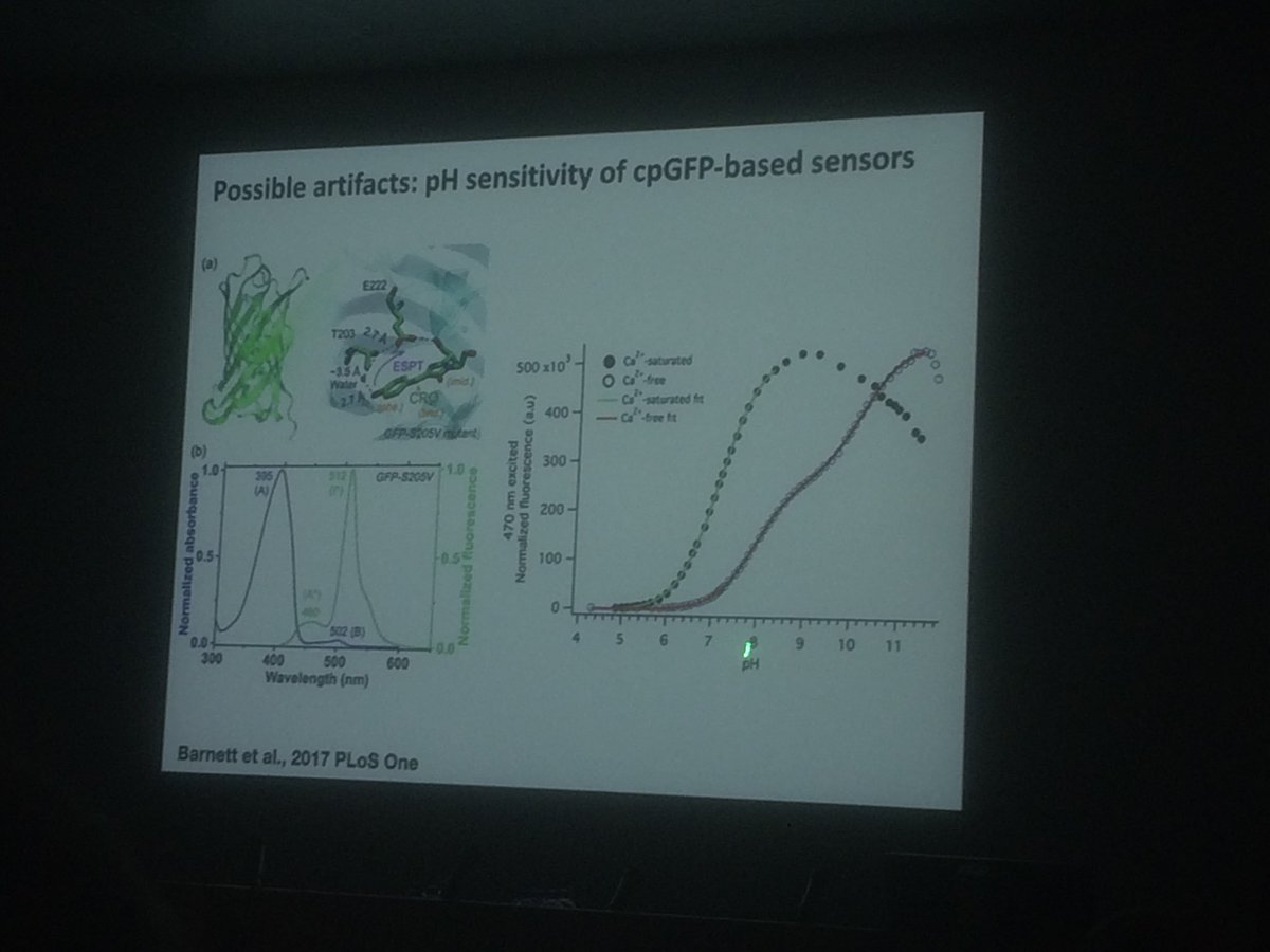 joachimgoedhart's tweet photo. #IMOB18 Wolf Frommer stresses the pH dependence of cpGFP based sensors https://t.co/9ecrhoMUTQ