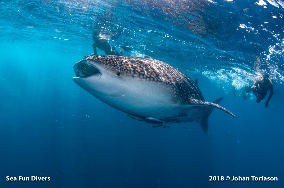 SeaFunDivers's tweet photo. Whale Shark at Bida Nok Phi Phi national park from the Sea Fun @SeaFunDivers daytrip boat on November 16 2018. #whaleshark #Scubaphuket #diving #snorkeling #Thailand #Phuket https://t.co/mirwR3oGU1