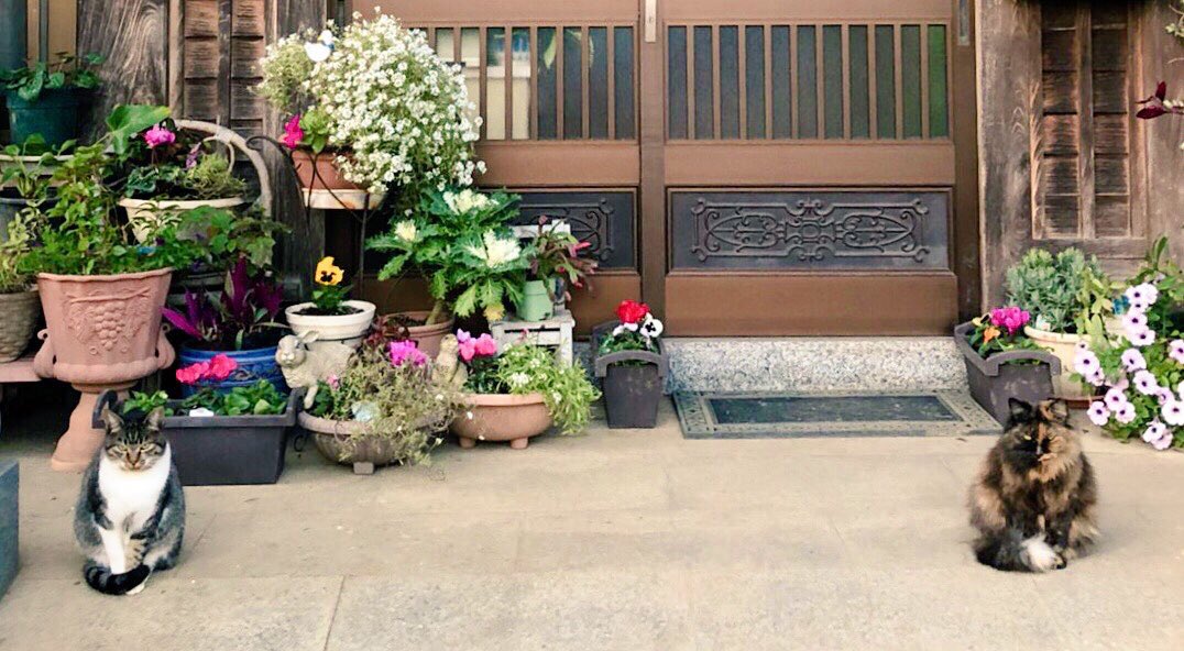 ktpite's tweet photo. 実家の猫が狛猫化してた https://t.co/gx4cZtrpLu