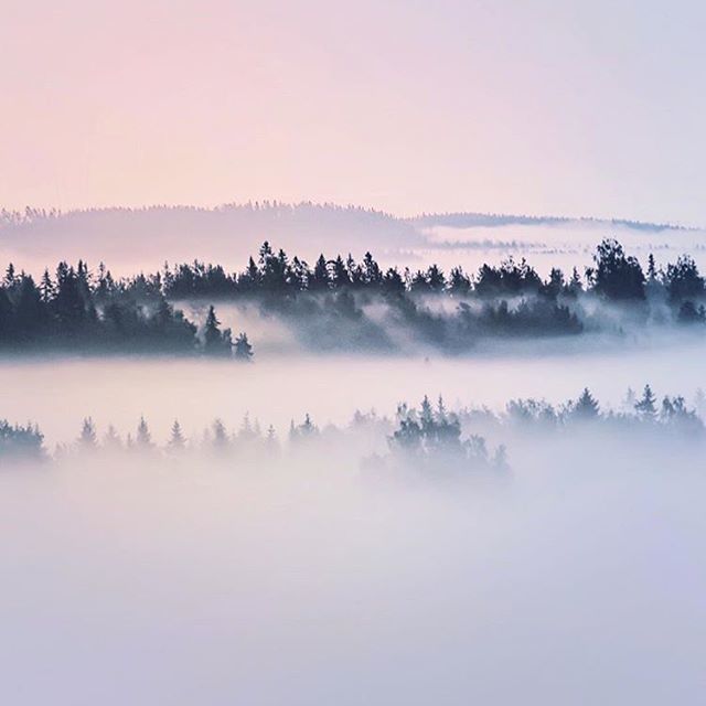 sunandstardust's tweet photo. Dreaming of forests again. 🌲🐺
•
Pic via the incredibly talented @thehifly 🙏 https://t.co/87fSTxSRvz https://t.co/67dG3JADVv