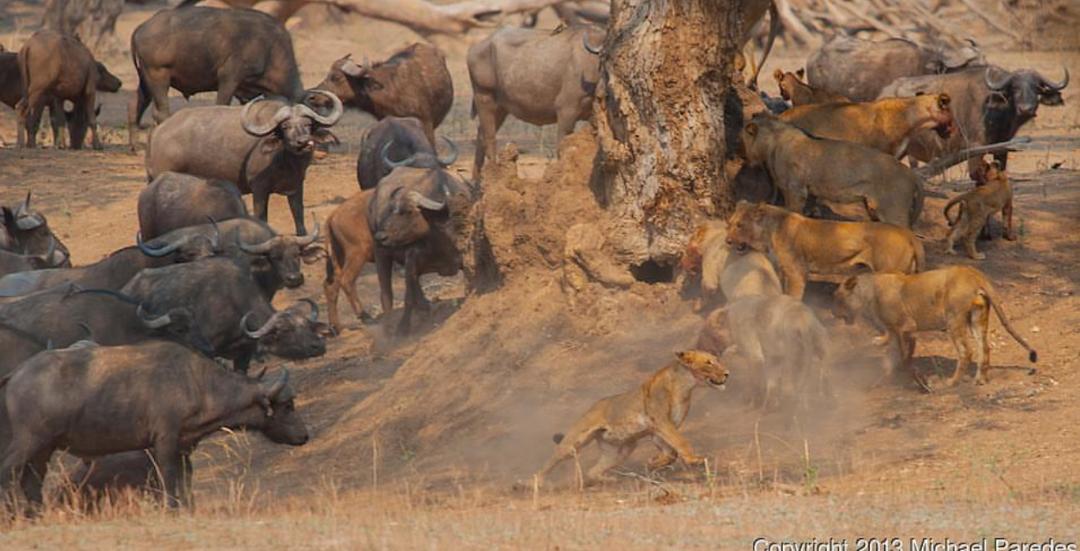 tourismzimbabwe's tweet photo. #ManaPoolsNationalPark it is! Did you know it is a World Heritage Site & has dinosaur spoors! It's a timeless wilderness considered by many to be the Jewel of Zimbabwe & a Treasure for Africa! #VisitZimbabwe #AWorldOfWonders
Credit:#MichaelParedes, #ChrisFallows, #CliffRossnoda https://t.co/J16QyFEjMt