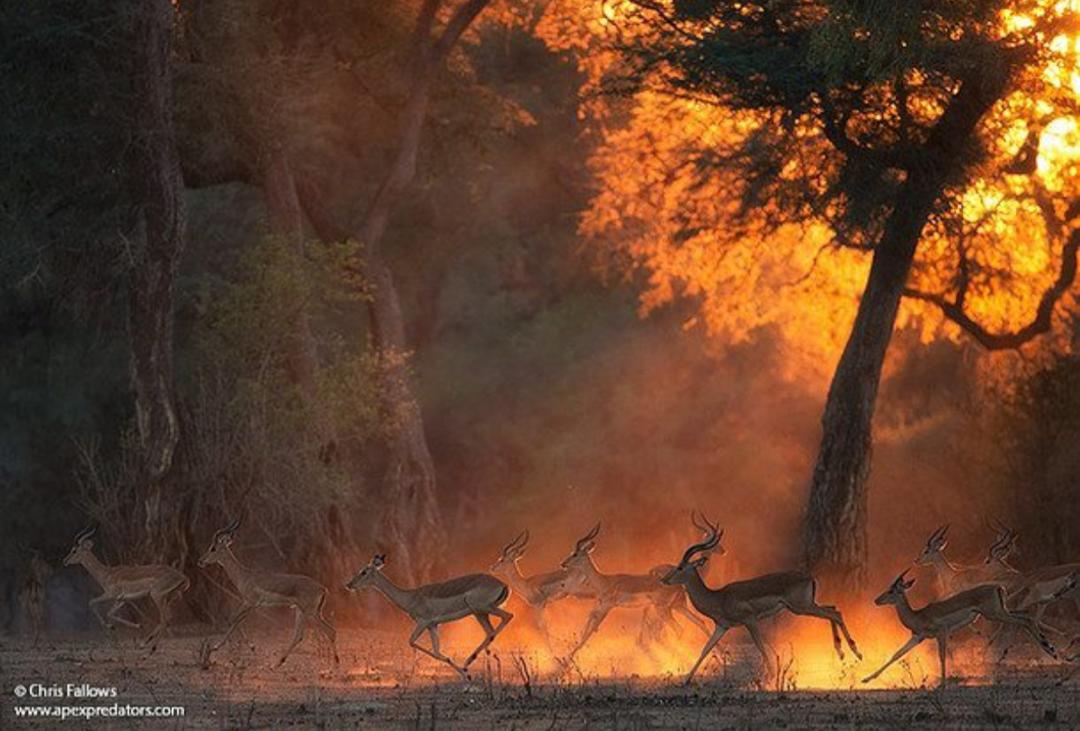 tourismzimbabwe's tweet photo. #ManaPoolsNationalPark it is! Did you know it is a World Heritage Site & has dinosaur spoors! It's a timeless wilderness considered by many to be the Jewel of Zimbabwe & a Treasure for Africa! #VisitZimbabwe #AWorldOfWonders
Credit:#MichaelParedes, #ChrisFallows, #CliffRossnoda https://t.co/J16QyFEjMt