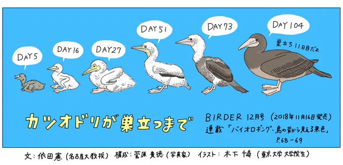 2018年11月16日発売のBIRDER12月号の「バイオロギング(鳥の背から見える景色)」では、カツオドリの雛が成長する様子を紹介しています(本文のイラストは白黒)。美しいオシドリや可愛いハクセキレイのページでこの上ない幸せを感じた後、ほんの少し科学的な話はいかがでしょうか。 