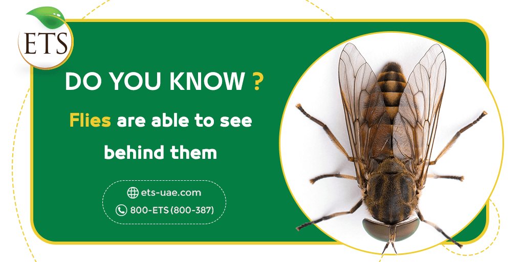 etsuae's tweet photo. #Flies have compound eyes. These intricate eyes provided them with nearly a 360-degree field of view, which allows them to see behind themselves.
That's why we can not eliminate them from behind! 🙄
#Fliescontrol #pestcontrol https://t.co/BRa0T1HVg3