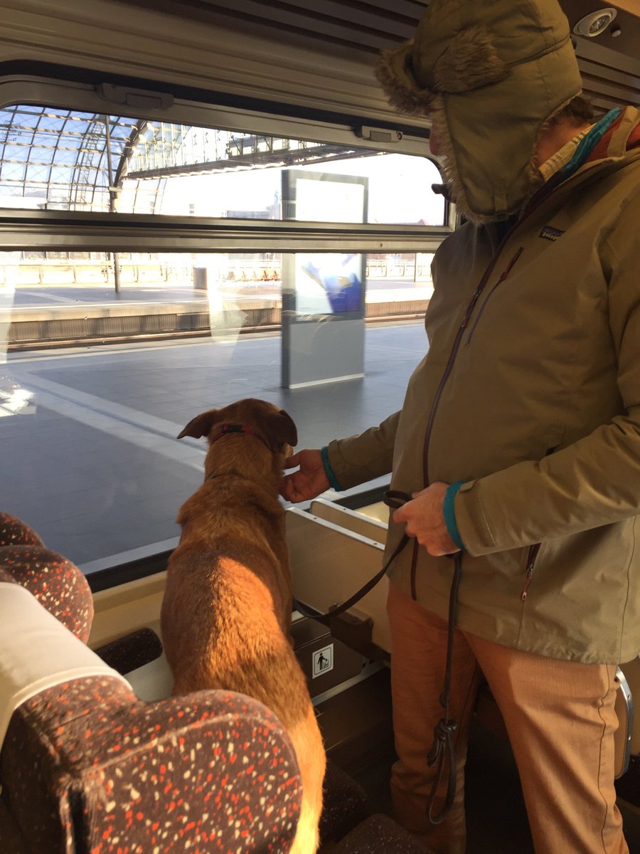 ProfChelsea's tweet image. This pup is on his way to Poznan.  So excited to see @ZOLAJESUS tonight.  Tama is dog friendly, right ZJ?!  😂🐶❤️