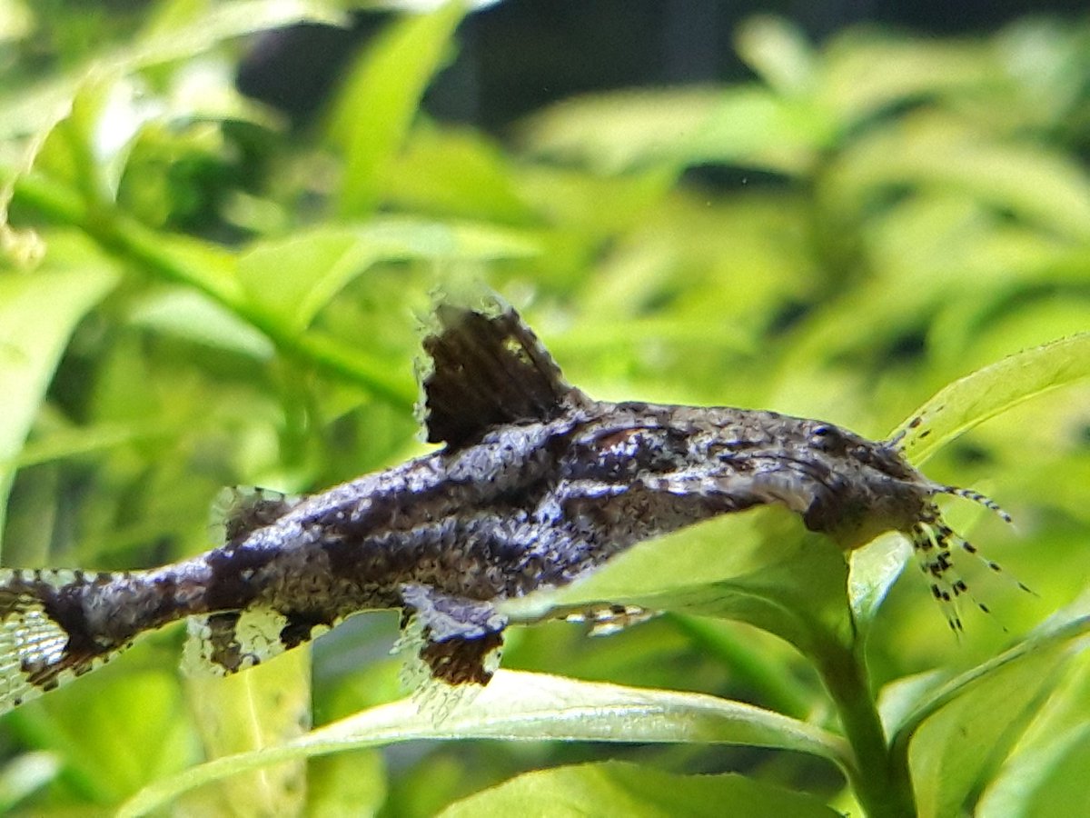 銀魚 V Twitter 高画質ジェルドニー 水草の上でのんきにのんのん アクアリウム 熱帯魚 ジェルドニー ハラジェルドニー ハラハラキャット ハラジャーデニー ハラハラ ナマズ 因みにがっこうぐらしやのんのんびよりも買おうとしたが結局キルミーベイベー