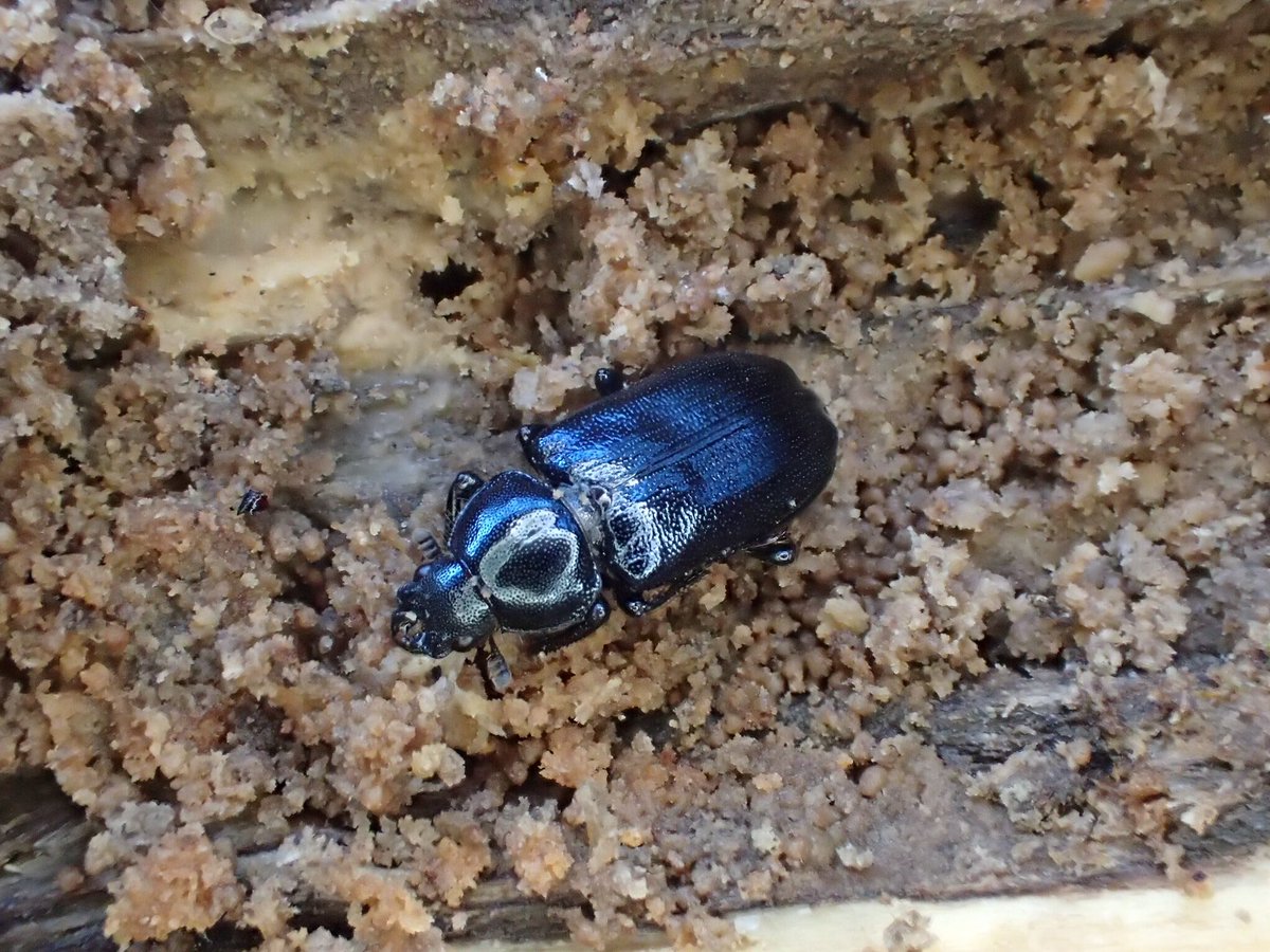 愁虫 ルリクワガタ 長野県 これはタダルリでいいはず 死骸含めてこれまでに3頭みたけど全部こんな感じの青黒っぽい色で 銅色の個体にはまだ出会ってない