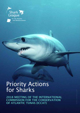 SharkTrustUK's tweet photo. #ICCAT2018 stops for nothing, pushing on across the weekend!
Here with dedicated #shark conservationists from #SharkLeague @Defenders @PescaWWF urging #ICCAT Parties to #MakeTime4Makos. Check out Priority Actions: https://t.co/SeODdINHkM #EndOverfishing #CatchLimits #Move4Makos https://t.co/5spWyCAurU
