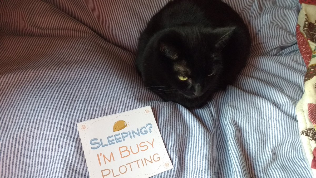 jessiecatworld's tweet photo. A year ago I found my forever home with my Mum &amp; Dad (servants) at the age of six. Please #AdoptDontShop if you are looking for a Princess like me to rule your life! This house has never run so efficiently!! 😸 https://t.co/wAtpYUWqIu