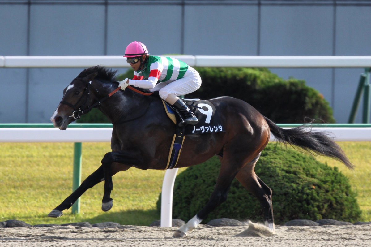 ノーヴァレンダ Hashtag On Twitter