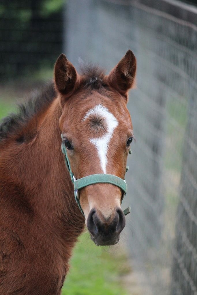 Rheinwood's tweet photo. Thrilled for owners/breeders John &amp; Sharon Hawkins to see this gorgeous filly #Delight win today at Bathurst for @R1CHARDFREEDMAN @Rheinwood raised daughter of #AllAmerican from #DiamondDelight #bredinthecoldhotonthetrack #firstwinofmany #congratulations #winning https://t.co/Sx938HQjVG