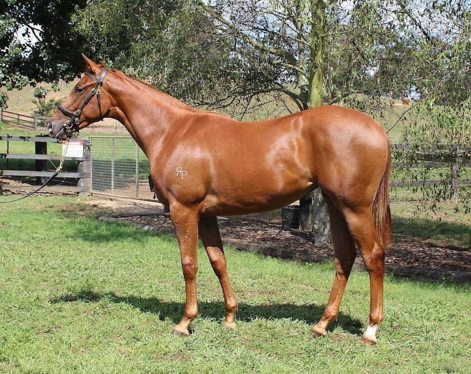 Rheinwood's tweet photo. #NowYouSee wins again today making it two on the trot for @bencurrieracing this daughter of #magicalbert out of #shesbest was sold at @inglis_sales Melb Prem bred by @Rheinwood #bredinthecoldhotonthetrack https://t.co/Lndm3kakNC