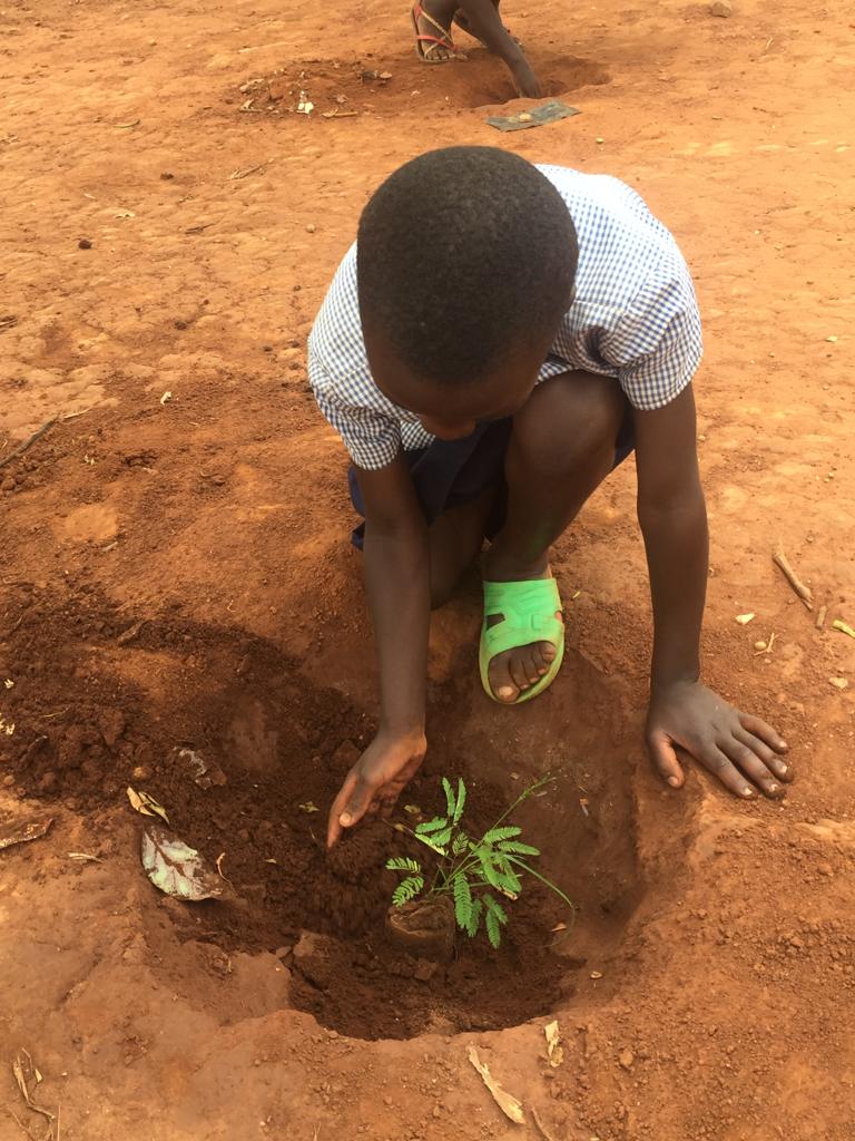 AkageraPark's tweet photo. So far 3,500 #trees, propagated in our #community nursery, have been planted at three schools on the border of #Akagera National Park at GS Gishanda, PS Kibimba and GS Ndego II. We aim to plant 20,000 seedlings before the end of the season #Rwanda https://t.co/O25nh77wRB
