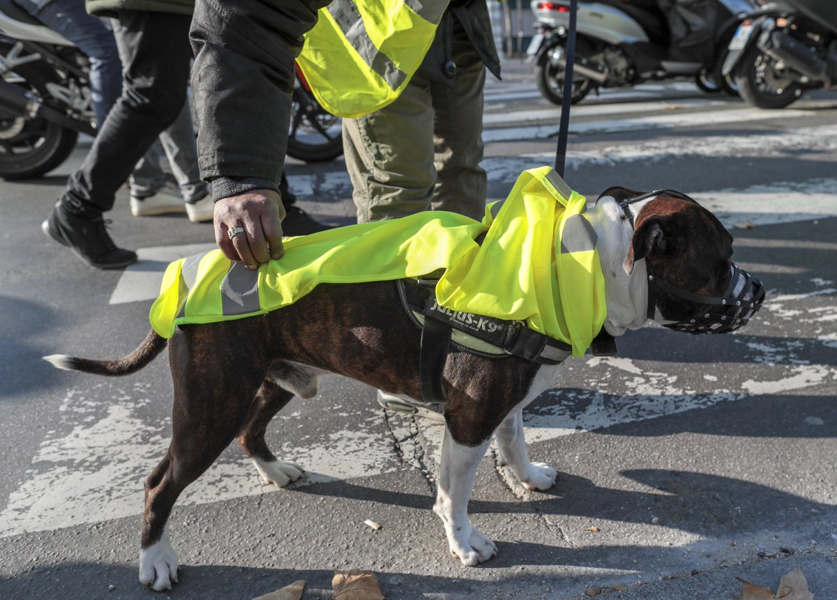 pibzedog's tweet photo. Chien solidaire #17novembre #giletsjaunes #chosesvues https://t.co/H7HLP0SaJO