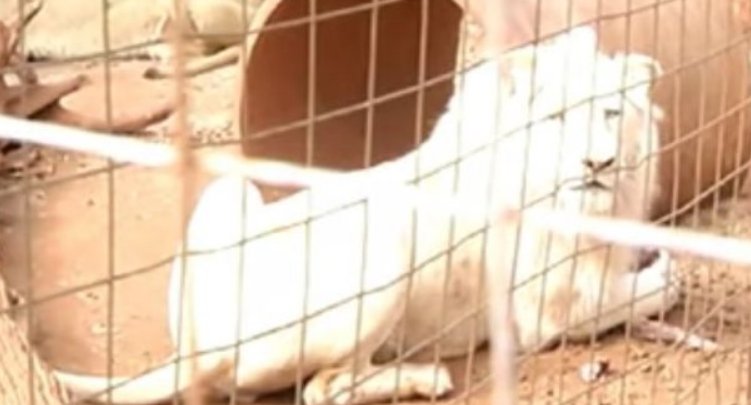 ,<a href="/rickygervais/">Ricky Gervais</a> leads stars' battle to save white lion set to be shot by hunters mirror.co.uk/news/world-new…
