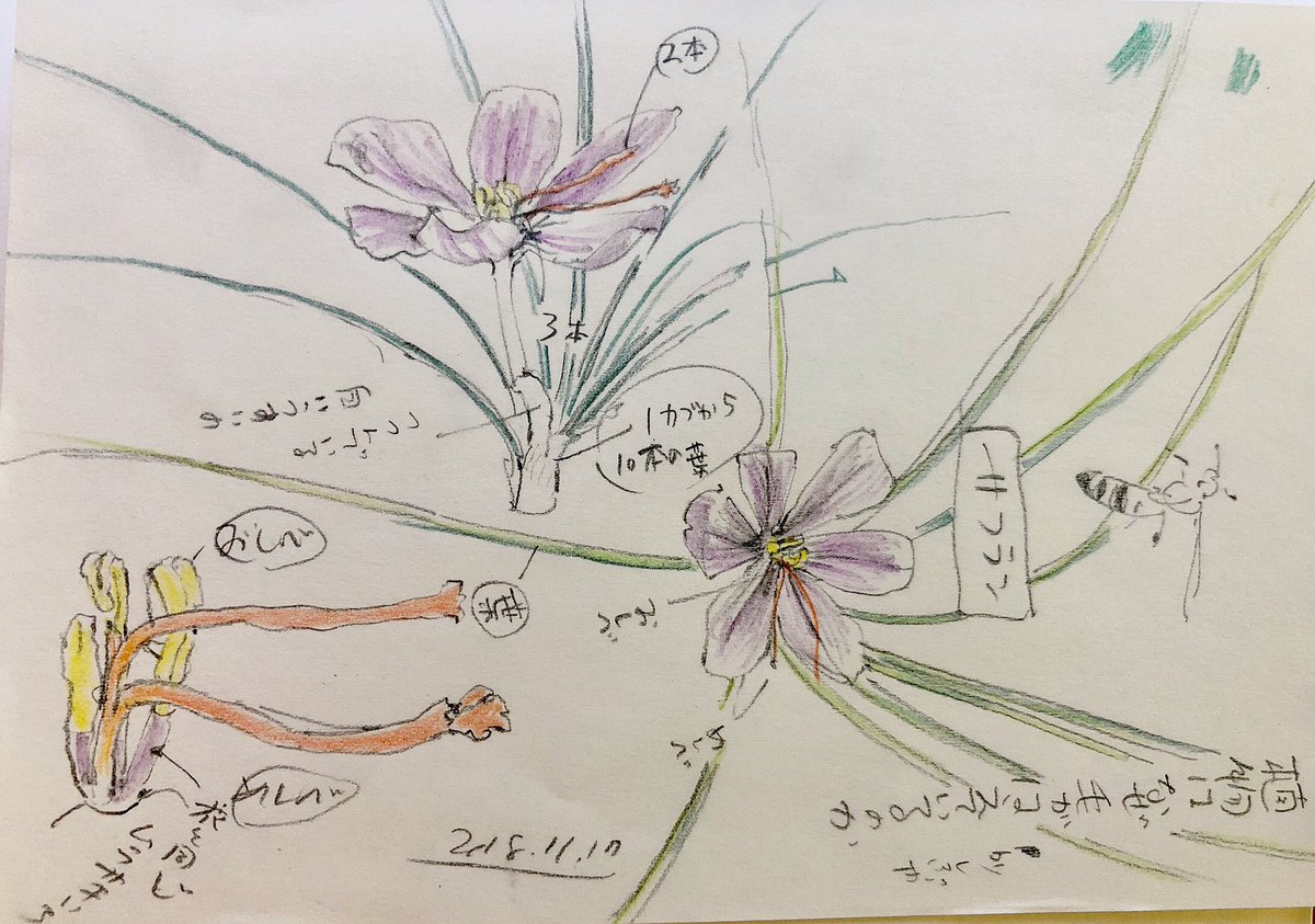 下田スケッチ 絵の描き方 第１３回 下田スケッチ会 今日は植物園でスケッチして来ました 花や草がメインのスケッチ ということで色鉛筆も使ってスケッチ 久しぶりに色を載せてみて結構楽しかったですね 色を乗せるだけで描き込まなくてもシンプル