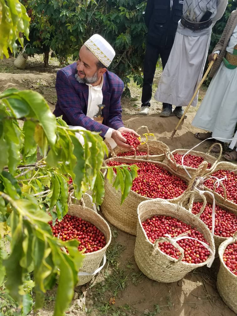 Wesamqaid's tweet photo. Another great harvest of specialty coffee from #Haraz #Yemen. I cant wait to cup this crop. I am told to expect tones of green apple, strawberries and hints of vanilla. 😋😋☕☕ https://t.co/1zeJgLStRW