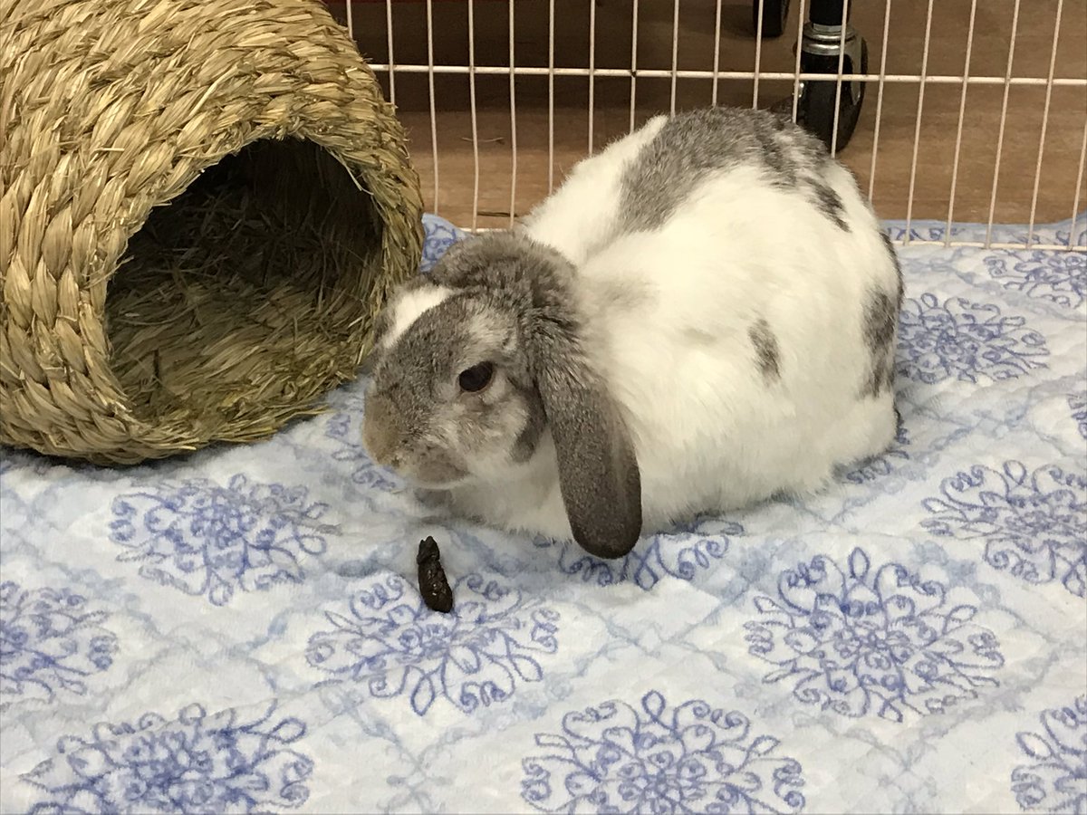 Save The Rabbits En Twitter こむぎちゃーん このうんちは お腹の調子が悪いのかな ちょっと不調続きのこむぎちゃんです うさぎのこむぎstr うさぎ 里親募集 うさぎのいる暮らし ホーランドロップ ロップイヤー ロップイヤーラビット