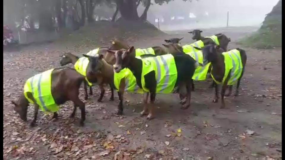KevinLeLensois1's tweet photo. Merci aux joueurs de l'OM pour leur soutien aux #giletsjaunes https://t.co/J4m54EEQCi
