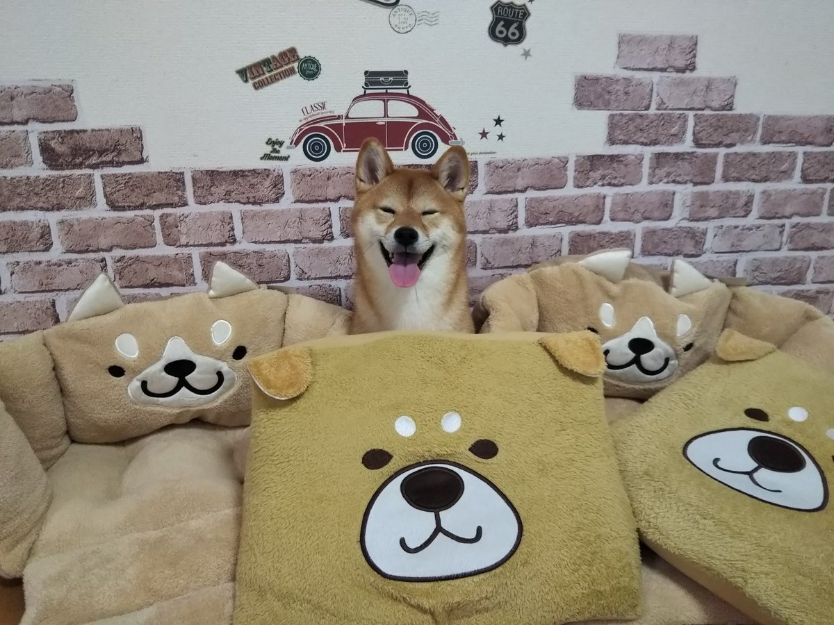 Peticija Bolnica Cesalj しまむら 柴犬 クッション 品番 Contrailfarms Com