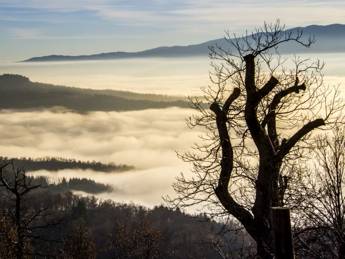 regionetoscana tweet picture
