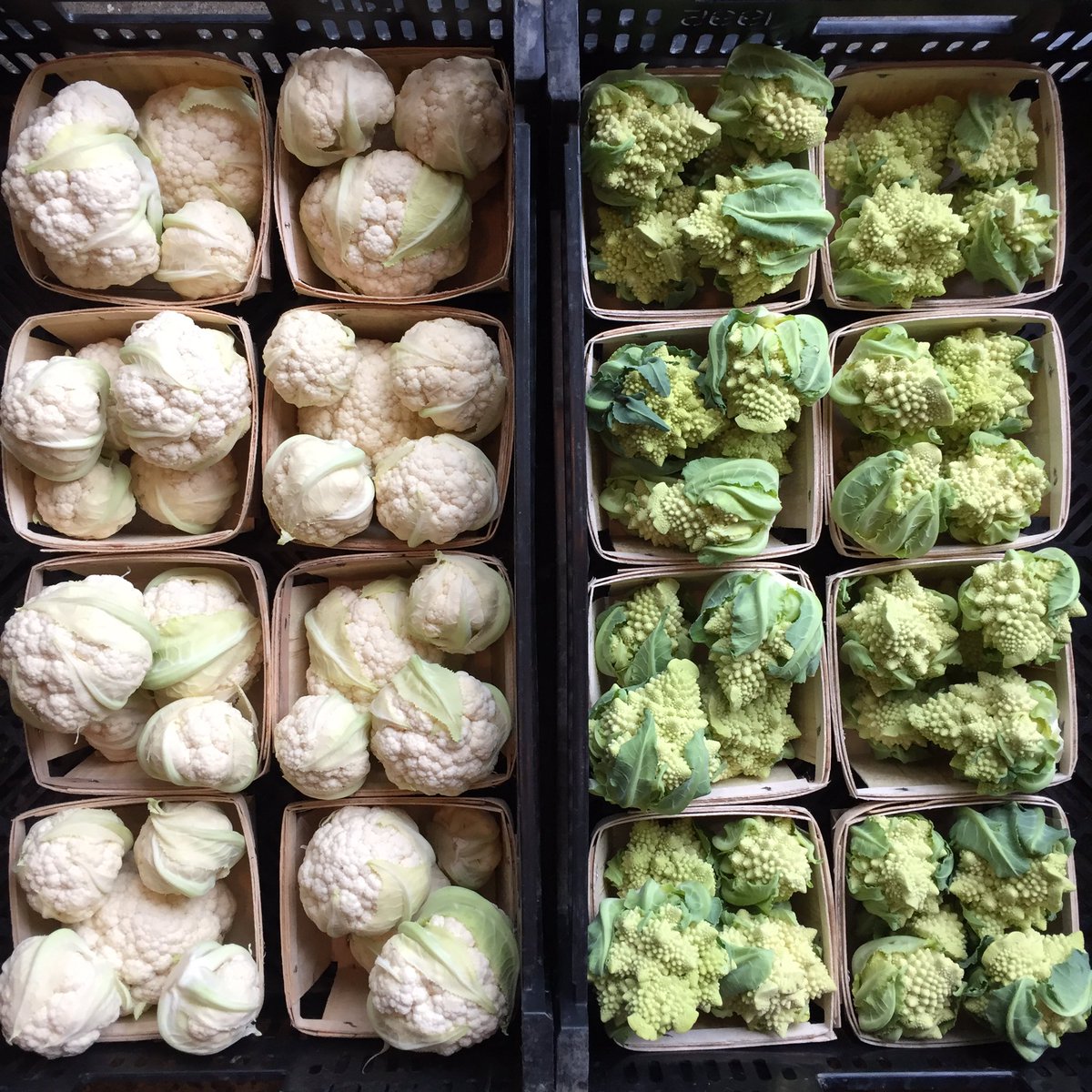 DandyLionTO's tweet photo. Baby Brassicae
#KnowthyFarmer #Organic #Footstepsfarm #wychwoodbarns https://t.co/7OMs6WGCzw