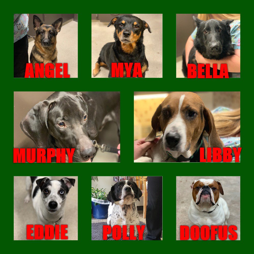 forteriespca's tweet photo. Here are some dog's available for adoption.🐶🥰 https://t.co/bbxhSRyU4c