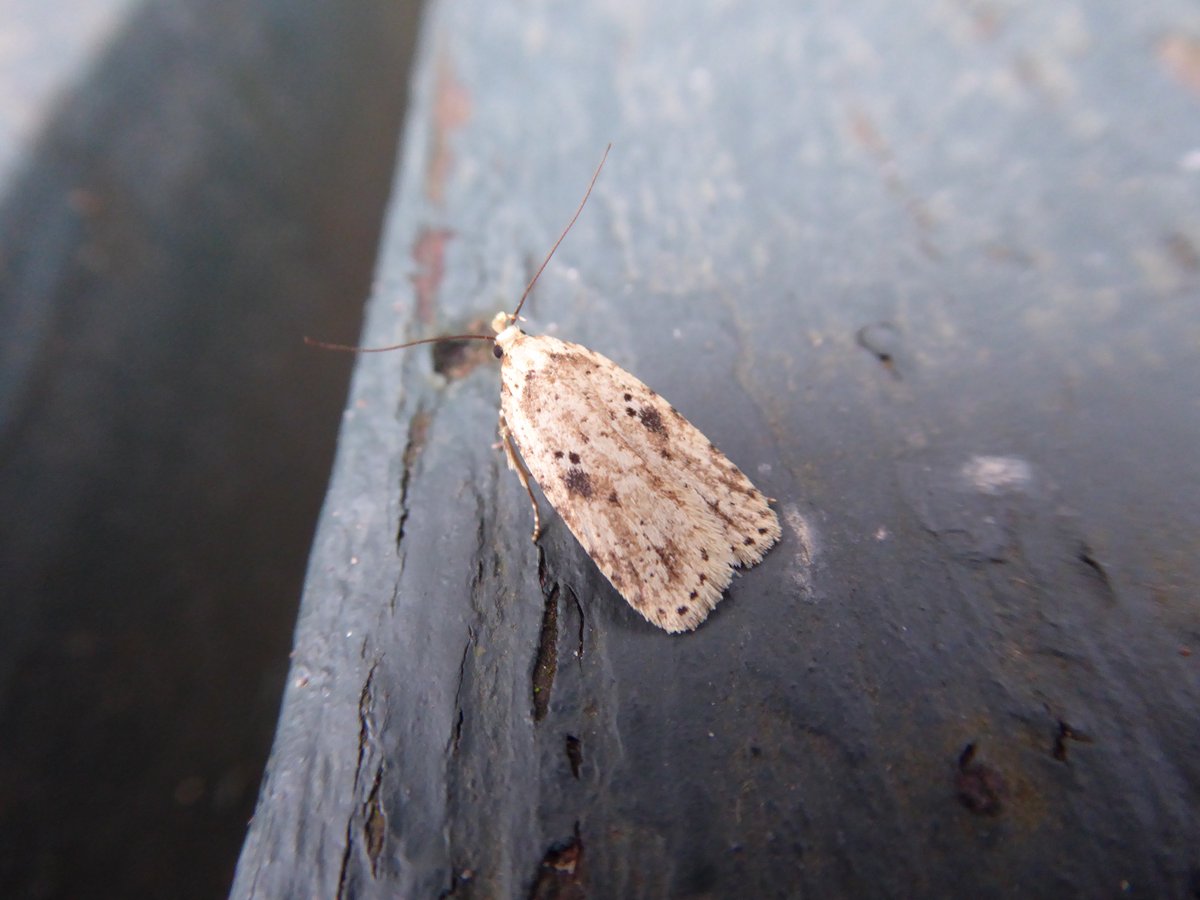 Winter fast approaches but #MicroMoths just don't care. Fresh as a daisy; this Agonopterix arenella with it's spotty speckles was found in our Crannog Hide <a href="/WWTCastleEspie/">WWT Castle Espie</a>. Mysteriously missing a palp as well! Looks rather odd with just the one. #teammoth #MissingMouth