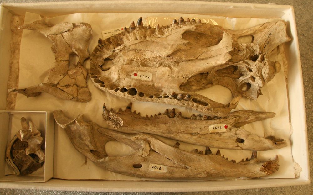 9102 Fossil Bone /& Tooth