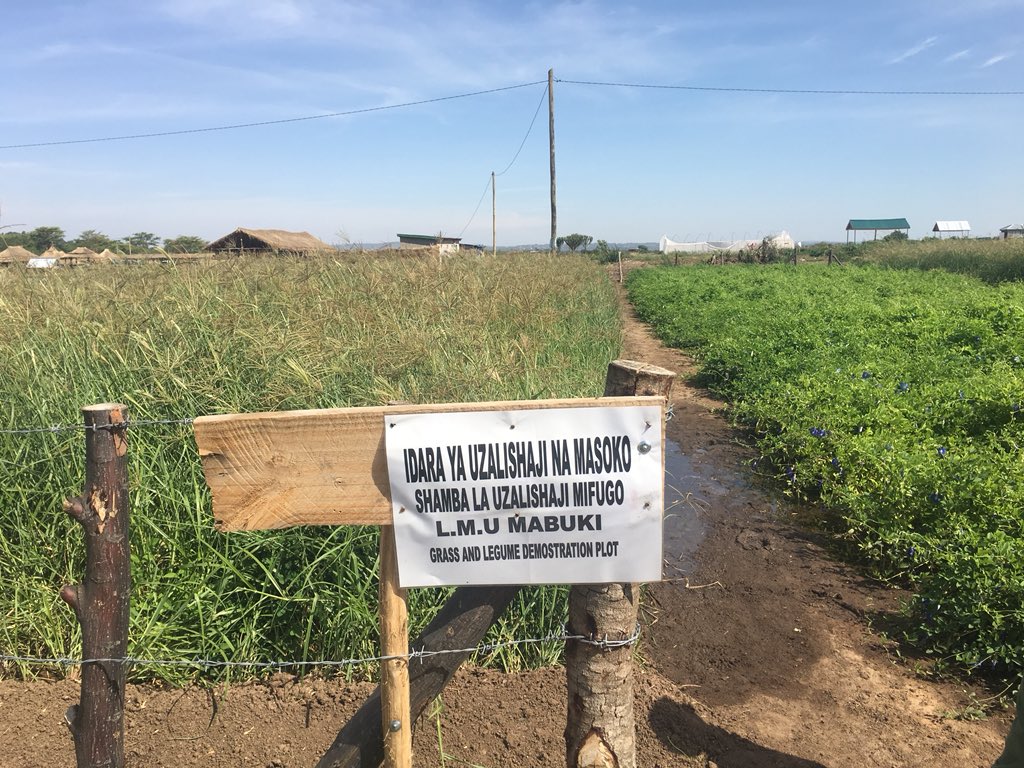 wizaramifuguvuv's tweet photo. #Program ya kutoa elimu ya Malisho ya Mifugo na ustawishaji wa malisho ya Mifugo kupitia mashamba darasa. imefanyika katika Wilaya ya Maswa, Meatu na Itilima Mkoani Simiyu kuanzia tarehe 16/11/2018 na Idara ya Utafiti na Mafunzo ya Ugani kutoka Wizara ya Mifugo na Uvuvi. https://t.co/TwVOoPZOxD