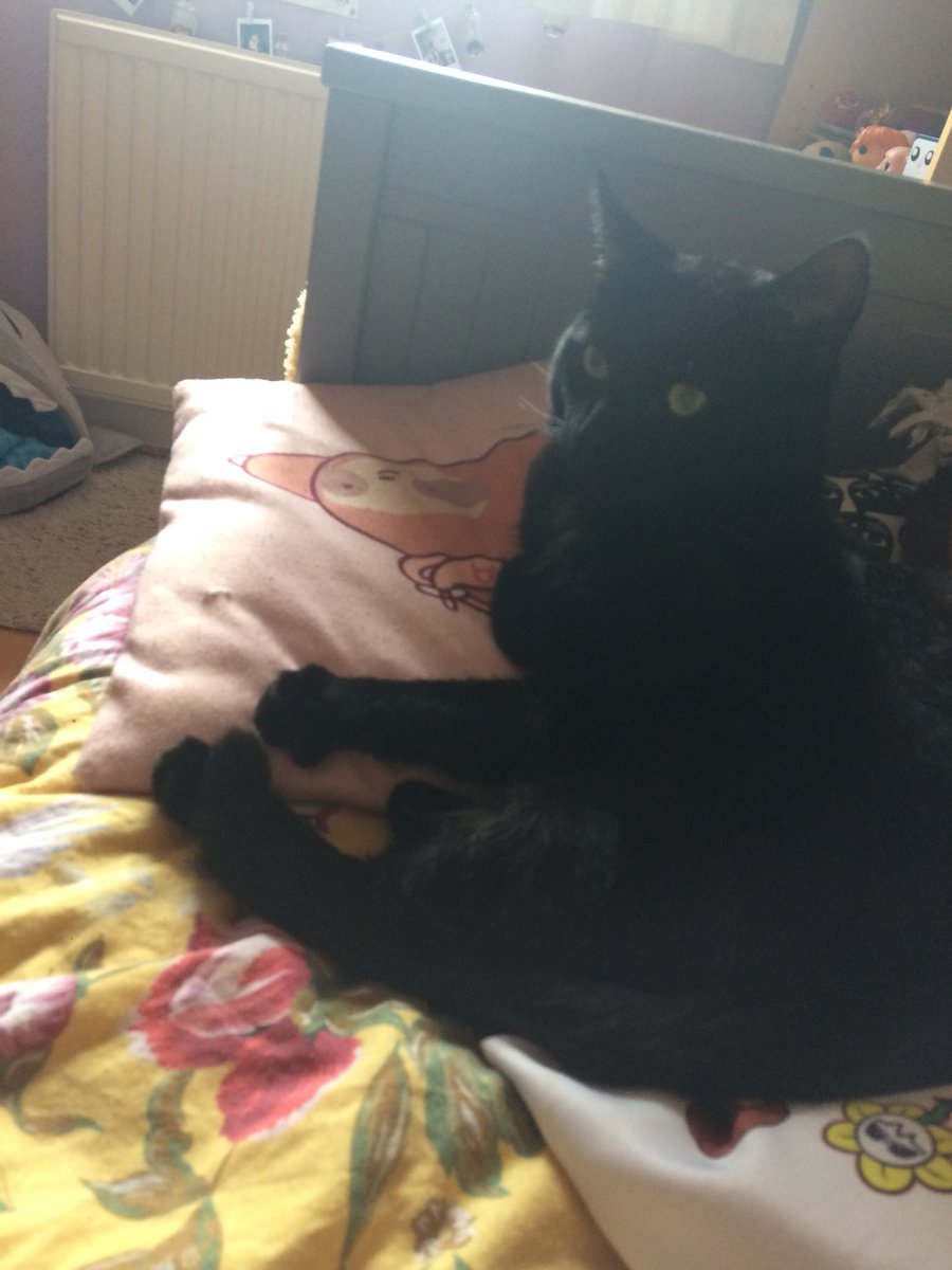 hamstercarrot's tweet photo. My new brother (you can follow him on instagram lester_the_black_cat 🐱🐹🐱🐹🐱🐹 https://t.co/WIbkeDFzn5