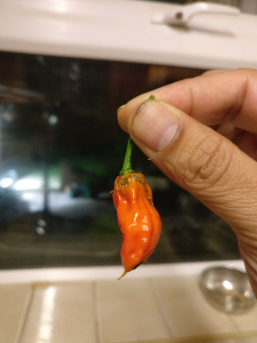 MircheesSeth's tweet image. Anyone brave enough for the first bite?
#BhutJolokia
#MircheeSethRoxx
