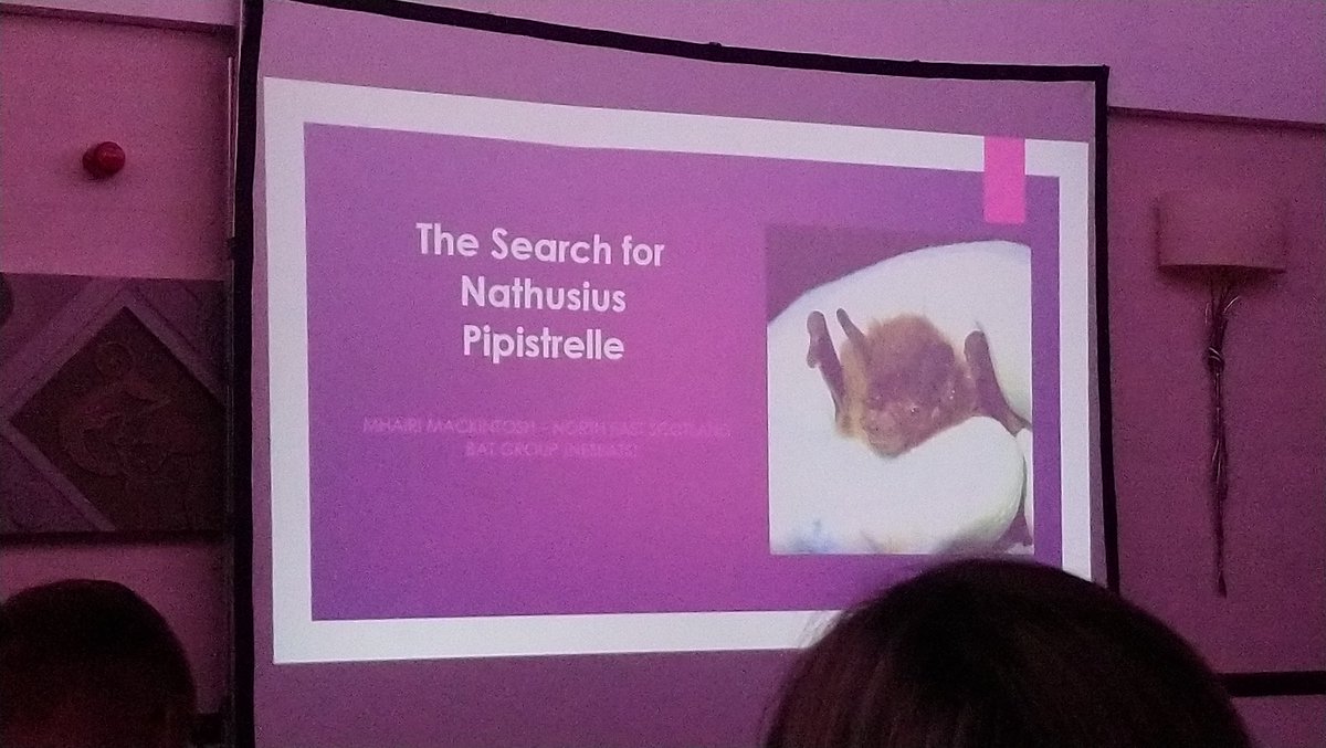 TragusTraining's tweet photo. More on #Nathusius #pipistrelle in North East Scotland from Mhairi Mackintosh. Lots of challenges in setting up the project, lots of new skills needed. Working with other #batgroups to develop skills. One Nathusius' caught and #ringed - next stop Latvia?! 😉
#ScotBatConf https://t.co/6TRom80ydX