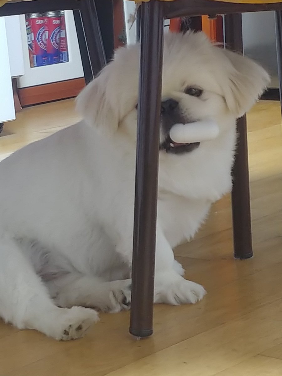 zzoggany's tweet image. ....,,....? 그거 큰누나 에어팟,,...,,,....,아아.............