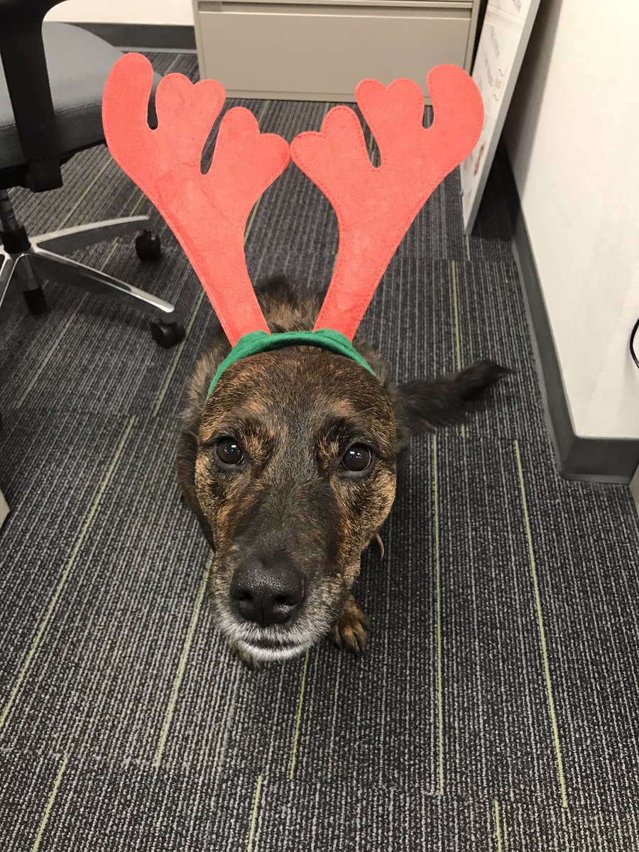 When your dog is sick and has to come to work #dogmom #AntlerBreakfast tickets @ #TDDieppe! #GreaterMonctonProgressClub #ThroughTheEyesOfaChild