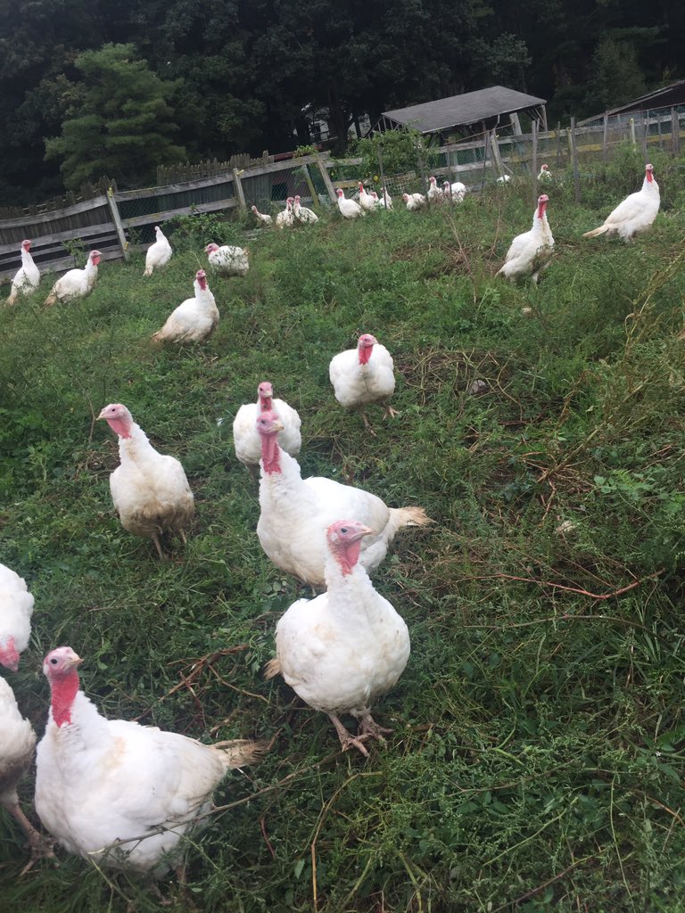 pvfarmstand's tweet photo. Francesca says place your turkey order today @FarmFreshRI winter market 999 Main Street Pawtucket https://t.co/VlSr1VhpPY