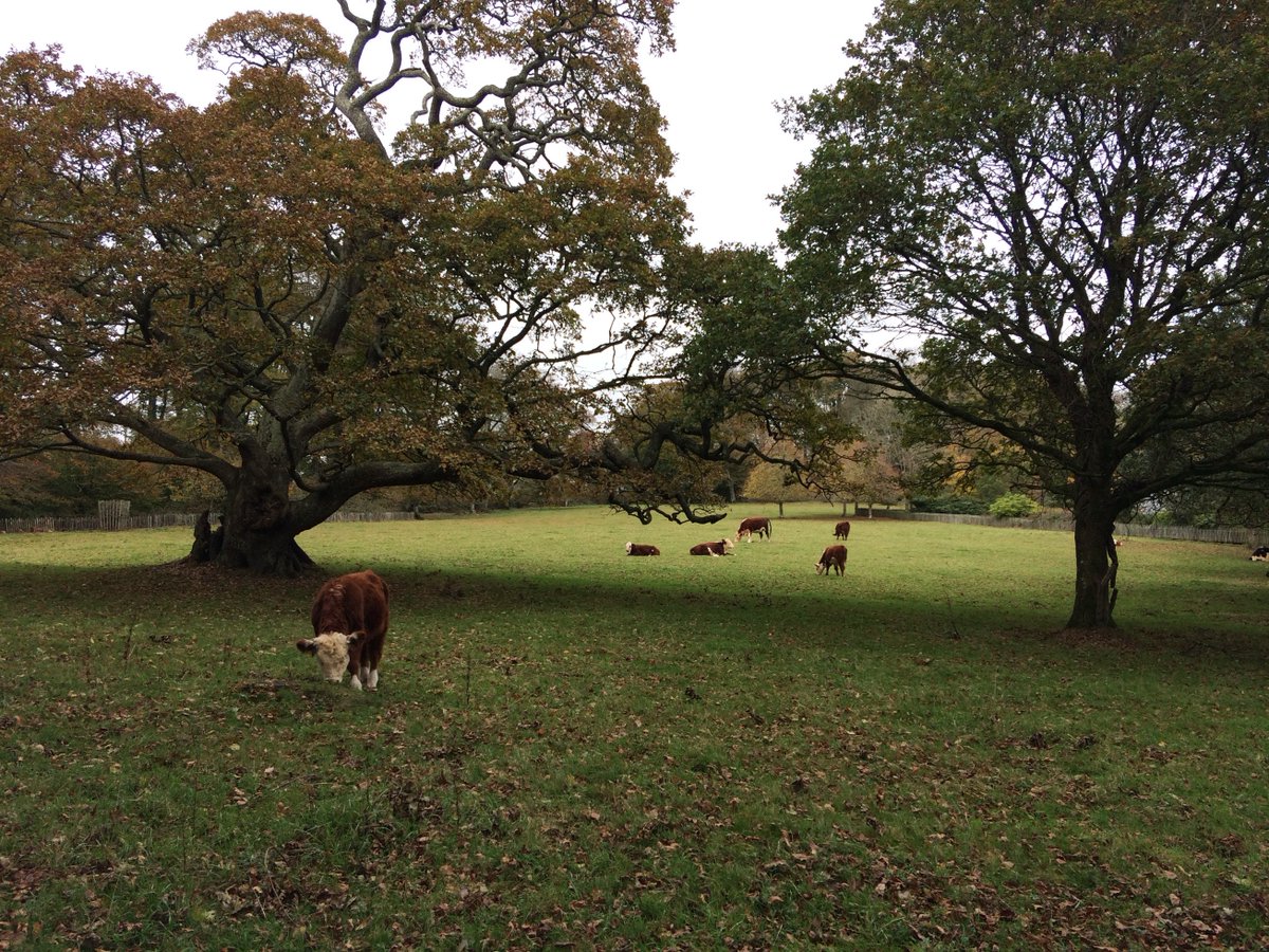 Cornish Collection tweet media