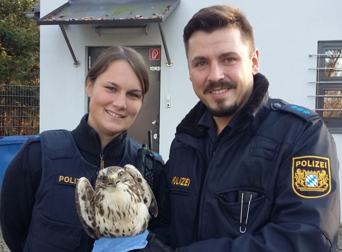 polizeiNB's tweet photo. #Straubing #Atting
Streifenbesatzung rettet verletzten #Bussard
Vogel mit gebrochenem Fuß im Dienstfahrzeug zum Tierpark verbracht.
Tolle Aktion unserer Straubinger Kollegen wie wir finden.
Mehr dazu:
https://t.co/qyUV3DG543
#PolizeiTierliebe https://t.co/fnA4ijed5e