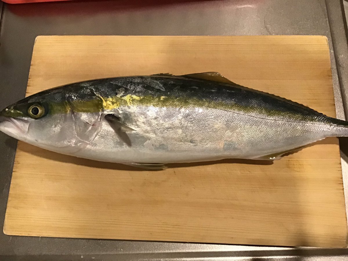 レキサ 乳揺れ黒タイツ 釣り仲間にイナダ頂きましたー ウィリー五目で鯛 イナダ 鯵 鯖 ソーダ鰹と釣れたみたいです 捌き方が分からん Youtube見ないと