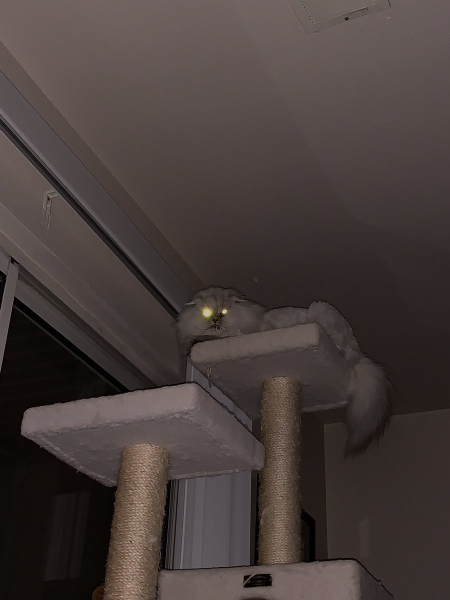 TonyManfredonia's tweet photo. Wow. I don’t think Luna is very excited about #Caturday.

Alien-eyes https://t.co/chB1mulkXP