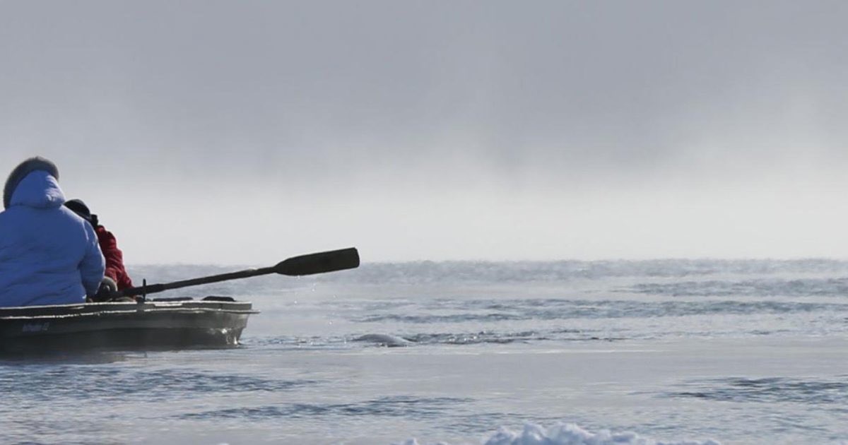 davedelaney's tweet image. Watched #angryinuk last night. After visiting Iqaluit, it certainly puts seal hunting in perspective. It also serves as a reminder that there is always another side to a story. Get the facts. #sealhunt #sealfie #inuit vimeo.com/181059386