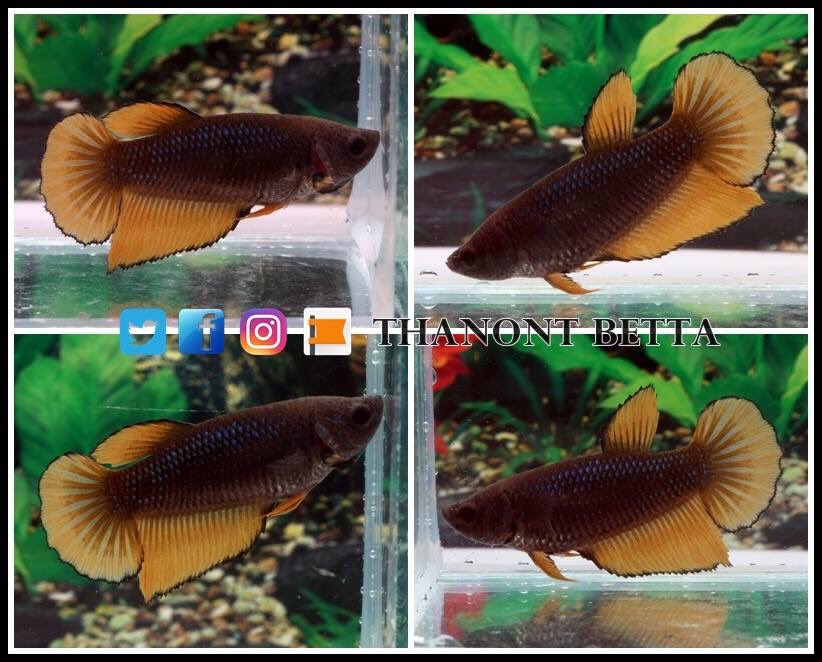 ThanontB's tweet photo. #ปลากัด #betta #HMPK #fancy #Halfmoon #Doubletail #Crowntail #Wild Types #Plakat #Veiltail #Thailand #USA #Canada #Germany #China #Denver #Florida #California #Minnesota #Mexico #United Kingdom #Australia #Japan #Taiwan #Hong Kong #Singapore #Philipines #Malaysia #Vietnam https://t.co/tAfnTO6ovQ