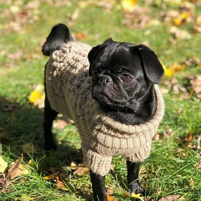 CourbeArtWear's tweet photo. Reposting @ratepups:
Looking stylish for the season😀
Follow us @ratepups
.
📷@tinydotpug
.
#doglover #ilovemydog #dogsofinstagram #puppies #cute #pup #doglovers #instagramdogs #dogoftheday #ilovedog #dogstagram #tail #picpets #petsagram #dog #doggy #puppylove #adorable https://t.co/HfIz4RvB5I