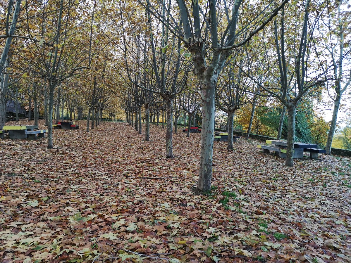 El Otoño es mágico la Alfombra que queda impregnada con mis pasos también ven al Paraíso del color conmigo