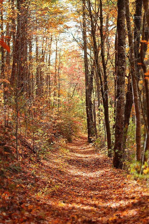 EliteTravelIL's tweet photo. With over 60,000 miles of trails in the National Trail System across all 50 states, there’s no lack of opportunity to take a hike this fall season! #NationalTakeAHikeDay #Hike #Explore #EliteTravel #NationalTrailSystem #BlueRidgeMountains #Georgia Photo: Kevin & Amanda https://t.co/41MF0KzhwD