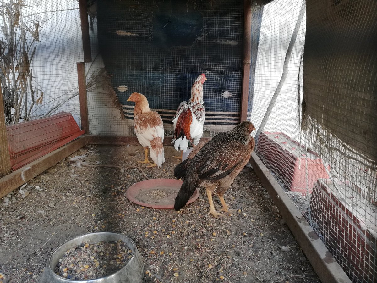 GeoffBoyardee's tweet photo. My #cock is bigger than yours: Part 1.
#cocksofinstagram #cocksoflove #cockapoosofinstagram #cockaseel #aseel #desi https://t.co/ls1gzZm56B